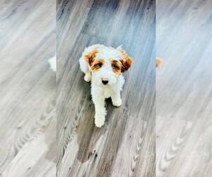 Cavapoo Puppy for sale in TAMPA, FL, USA