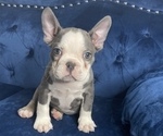 Small #1 French Bulldog