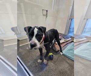 Mutt Dogs for adoption in Berkeley , CA, USA