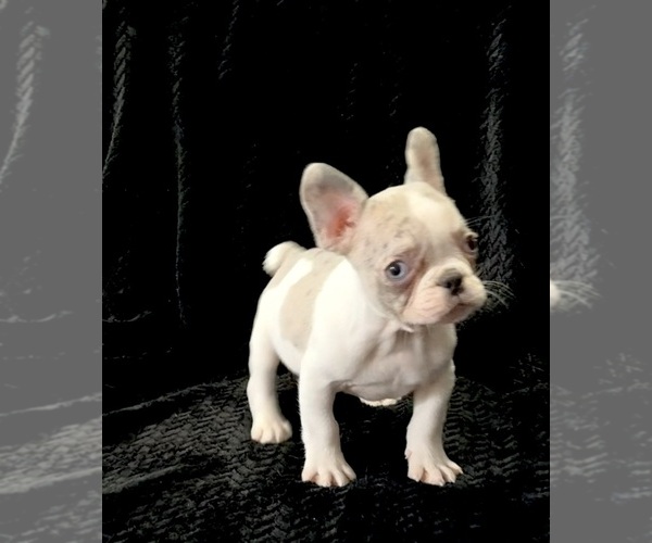 Medium Photo #18 French Bulldog Puppy For Sale in FOUNTAIN CITY, IN, USA