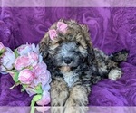 Small Photo #4 Miniature Bernedoodle-Poodle (Miniature) Mix Puppy For Sale in QUARRYVILLE, PA, USA