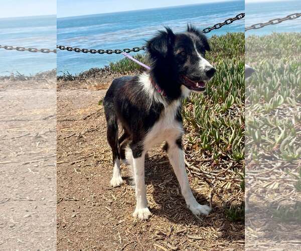 Medium Photo #2 Border Collie-Unknown Mix Puppy For Sale in Paso Robles, CA, USA