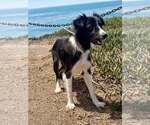 Small #1 Border Collie Mix