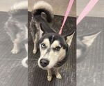 Small #9 Siberian Husky