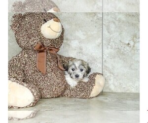 Zuchon Puppy for sale in CLEVELAND, NC, USA