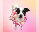Small #1 Chihuahua