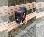 Small #10 American Staffordshire Terrier Mix