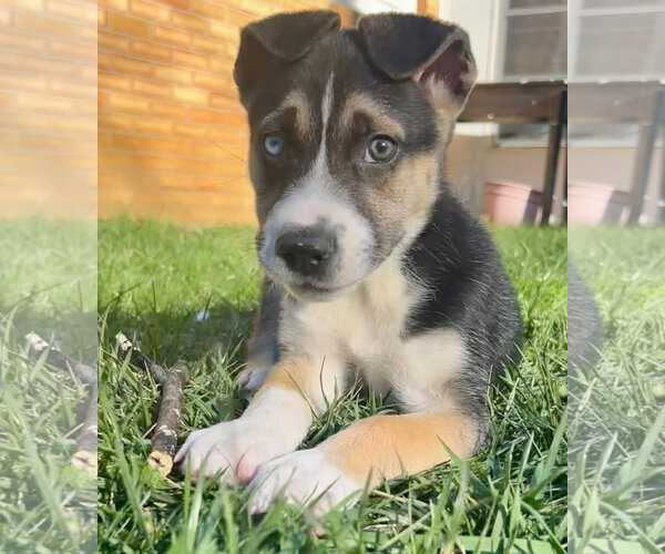 Medium Photo #4 Siberian Husky-Unknown Mix Puppy For Sale in Germantown, OH, USA