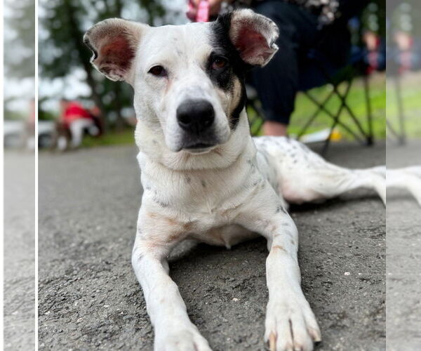 Medium Photo #2 Mutt Puppy For Sale in Canton, CT, USA