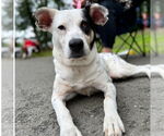 Small #1 Mutt