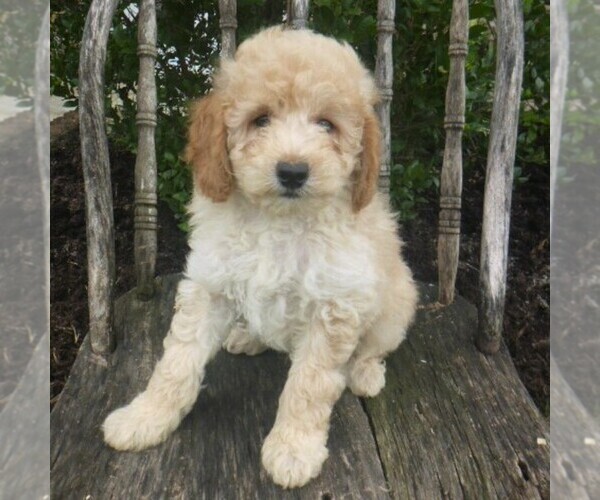 Medium Photo #1 Poodle (Miniature) Puppy For Sale in BLAIN, PA, USA