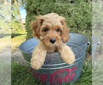 Small #3 Cockapoo (Miniature)