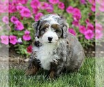 Small #2 Bernedoodle (Miniature)