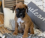Small Photo #31 Boxer Puppy For Sale in GOSHEN, IN, USA