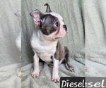 Small Photo #26 Boston Terrier Puppy For Sale in ALBANY, OH, USA