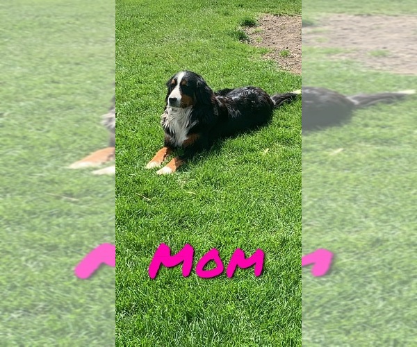 Medium Photo #6 Bernese Mountain Dog Puppy For Sale in BROWNSTOWN, IN, USA