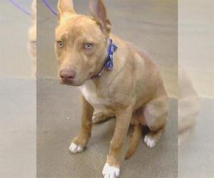 Mutt Dogs for adoption in Sacramento, CA, USA