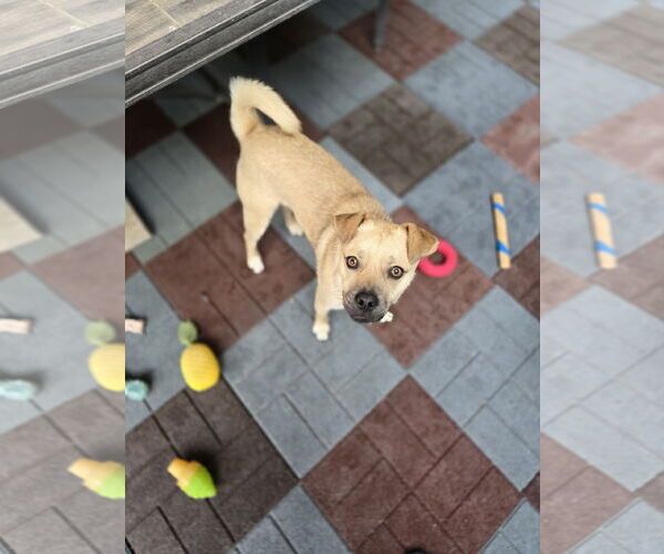 Medium Photo #12 Chihuahua-Unknown Mix Puppy For Sale in Sandy, UT, USA
