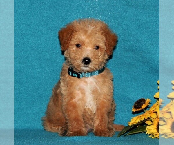 Medium Photo #1 Miniature Labradoodle Puppy For Sale in CHRISTIANA, PA, USA