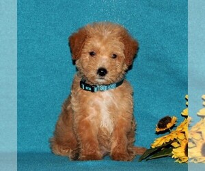 Miniature Labradoodle Puppy for sale in CHRISTIANA, PA, USA