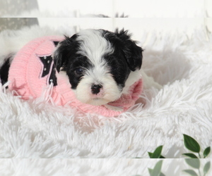 Maltipoo Puppy for sale in SEDALIA, MO, USA