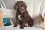 Puppy 4 Brittany-Poodle (Miniature) Mix
