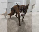 Small Photo #1 Pomsky Puppy For Sale in CHARLOTTE, NC, USA