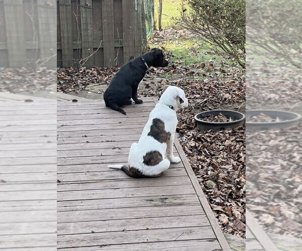 Medium Photo #2 Mutt Puppy For Sale in Springdale, PA, USA