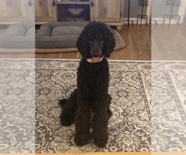 Medium Photo #1 Goldendoodle Puppy For Sale in GREELEY, CO, USA