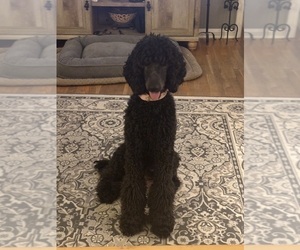 Mother of the Goldendoodle puppies born on 06/15/2025