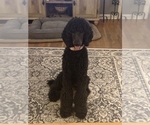 Small Photo #1 Goldendoodle Puppy For Sale in GREELEY, CO, USA