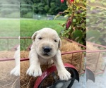Small #3 Golden Retriever