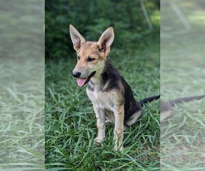 German Shepherd Dog Puppy for sale in WOODBURN, KY, USA