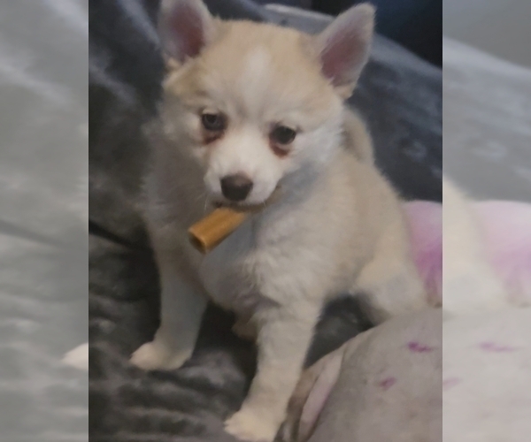 Medium Photo #152 Pomsky Puppy For Sale in LOVELAND, CO, USA