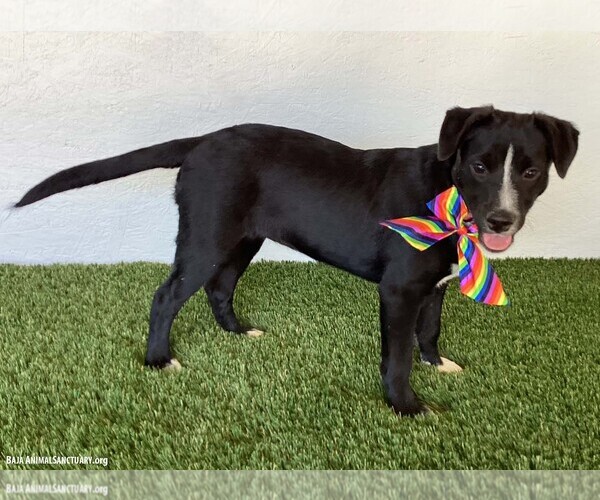 Medium Photo #7 Border Collie-Unknown Mix Puppy For Sale in San Diego, CA, USA
