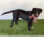 Small Photo #7 Border Collie-Unknown Mix Puppy For Sale in San Diego, CA, USA