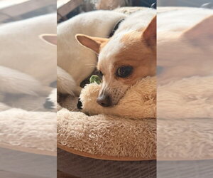 Rocky - Male Jack Chi Dog for Adoption - Photo #13