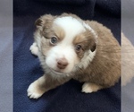 Small #13 Miniature Australian Shepherd