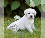 Small #4 Labrador Retriever