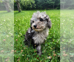 Small #17 Cavapoo (Miniature)