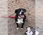 Small #9 Bulldog Mix