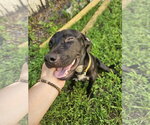 Small Photo #3 Labrador Retriever-Unknown Mix Puppy For Sale in Miami, FL, USA