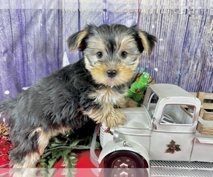 Morkie Puppy for sale in CASSVILLE, MO, USA