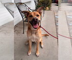 Small German Shepherd Dog Mix