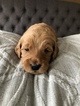 Small Photo #10 Goldendoodle Puppy For Sale in FORT COLLINS, CO, USA