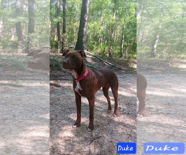 Medium Photo #1 Mutt Puppy For Sale in Farmerville, LA, USA
