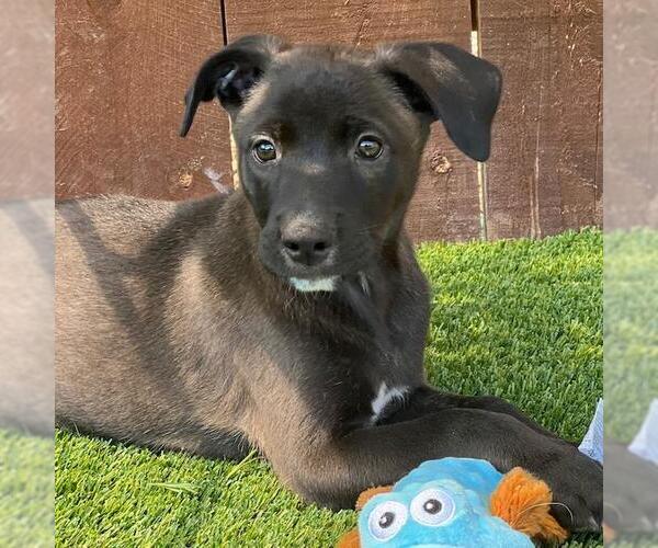 Medium Photo #2 Labrador Retriever-Unknown Mix Puppy For Sale in San Diego, CA, USA