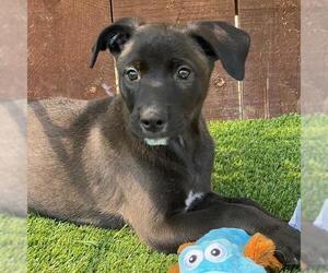 Juice Box Pup - Juicy Juice - Female Labrador Retriever-Unknown Mix Dog for Adoption - Photo #2