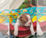 Small Photo #12 Boston Terrier Puppy For Sale in AUBURNDALE, WI, USA