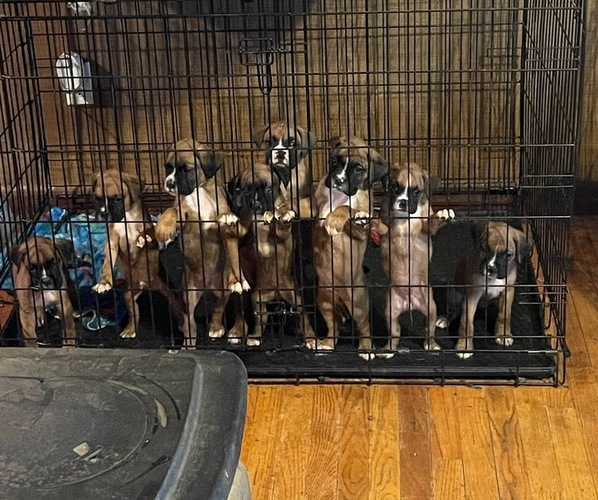 Medium Photo #1 Boxer Puppy For Sale in BLACKSBURG, SC, USA